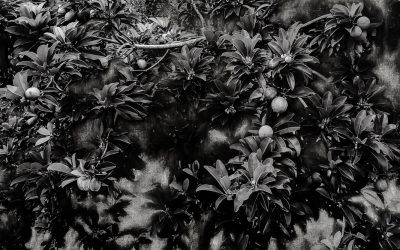 Karen Zalamea: Every Surface Is a Shrine